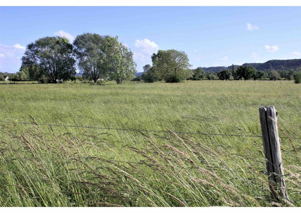 Prairie de fauche (photo Sophie Guillotin)