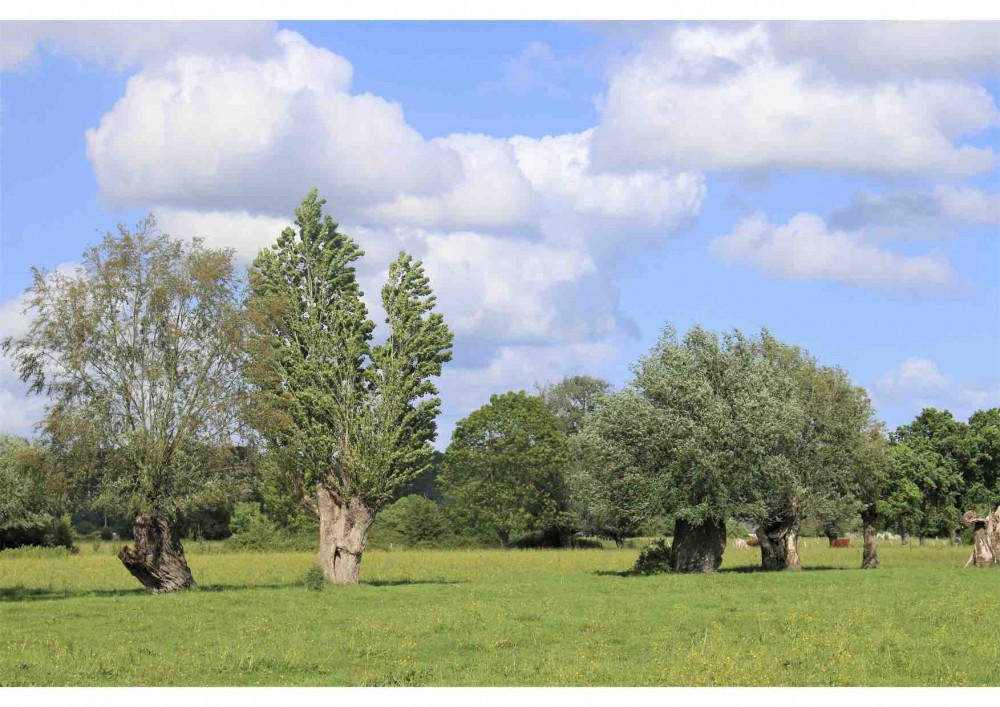 Arbres têtards (photo Sophie Guillotin)