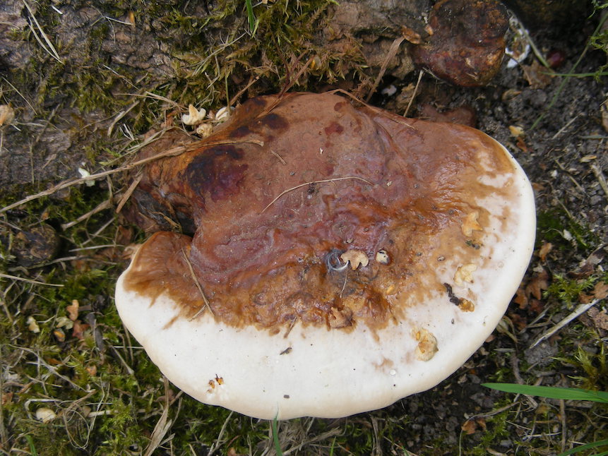 Ganoderma resinaceum (juillet 2017)