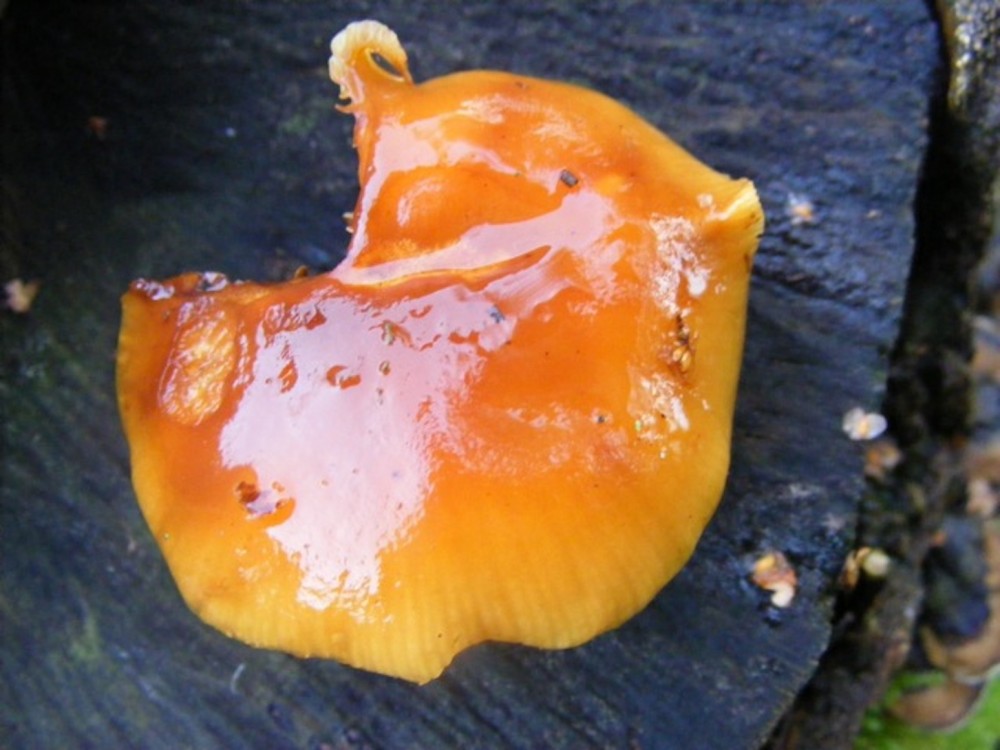 Flammulina velutipes (Novembre 2017)