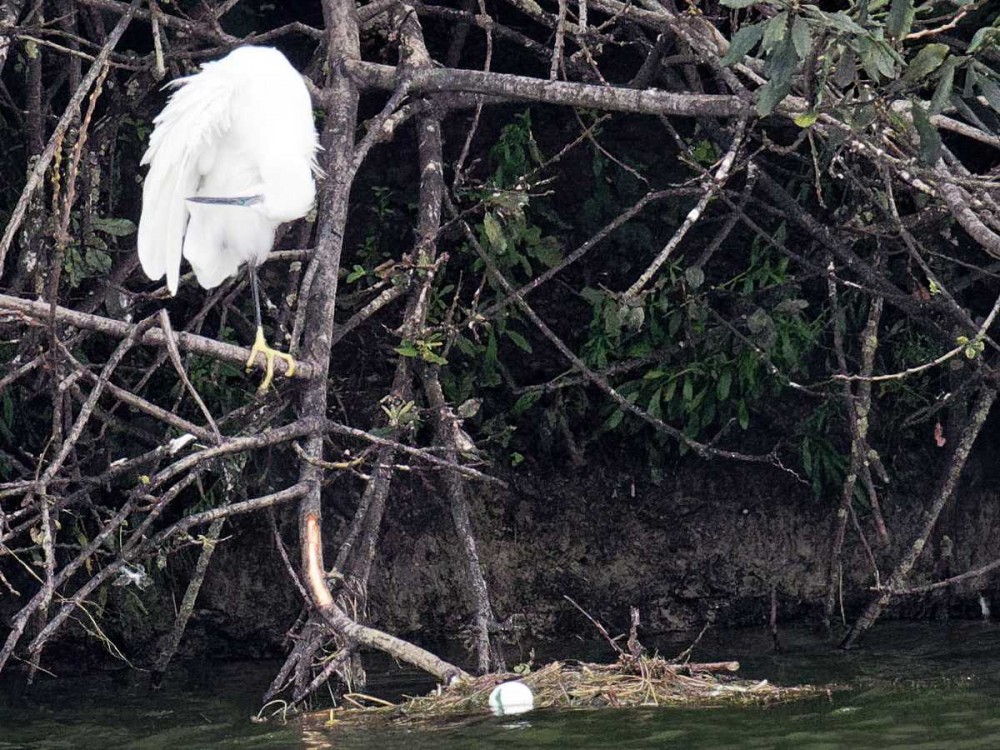 L'oeuf trempe légèrement dans l'eau le 17 Août à 13h15