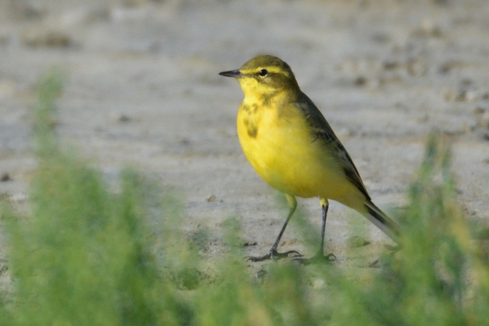 bergeronnette flavéole photo P. Dadu.JPG