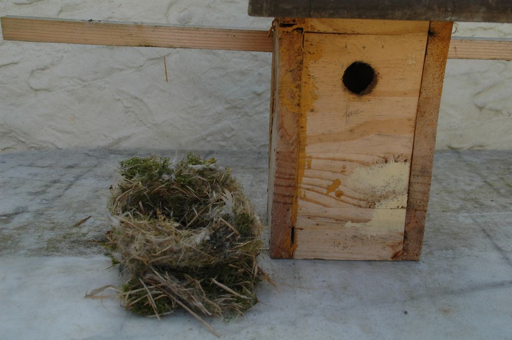 Le nid avec ses deux niveaux de construction.