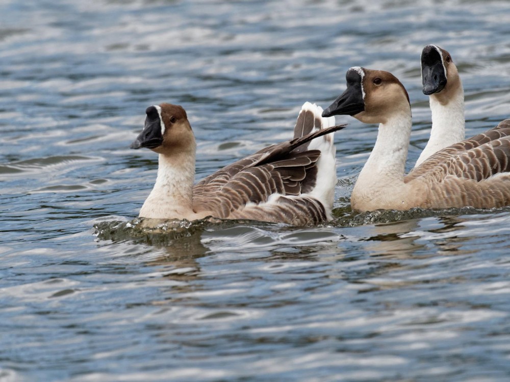 P9260172_DxO-002.jpg (222.91 Kio) Vu 18238 fois Oies cygnoïdes sur le plan d'eau de Villers le 26 septembre à 18h22