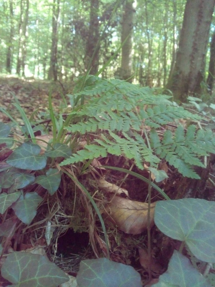 Emplacement de nid de pouillot siffleur