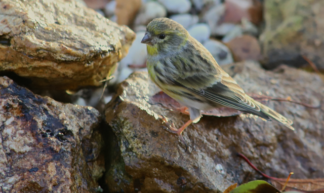 Serin cini25.jpg