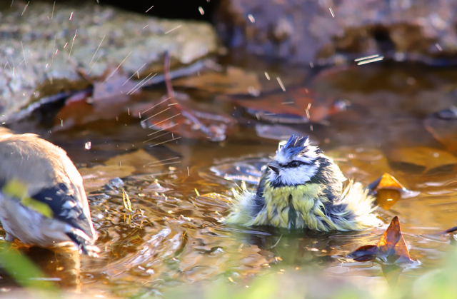 Mésange bleue23.jpg