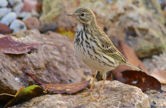 Pipit farlouse24.jpg