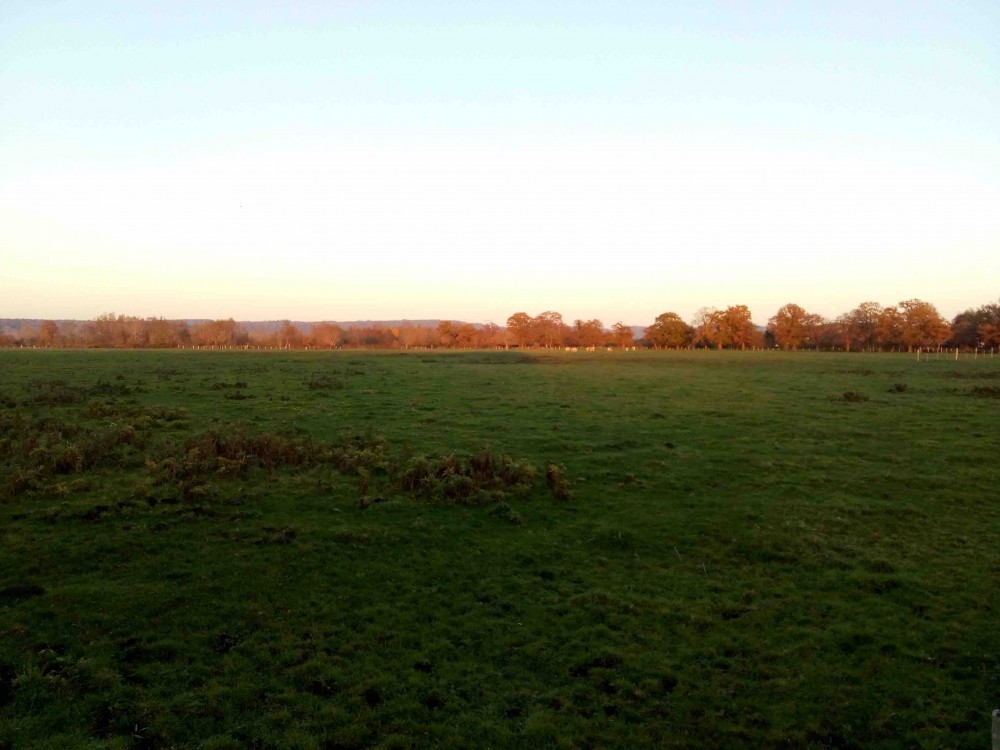 Prairies à Anneville-Ambourville.jpg