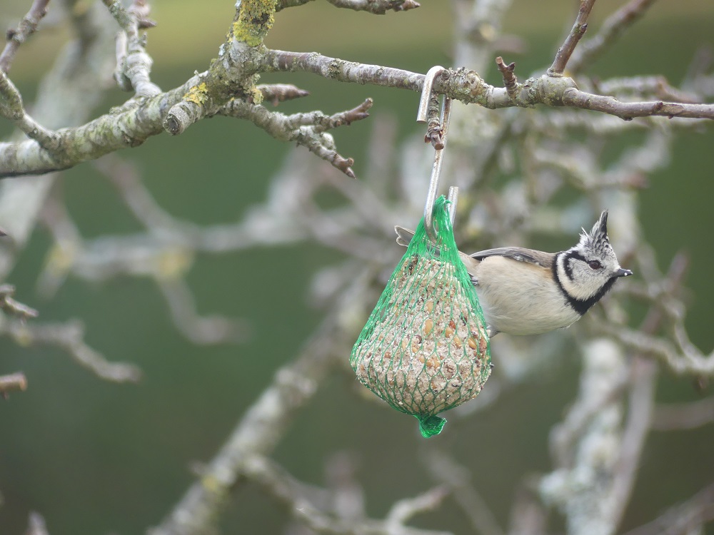 mésange huppée sur boule de graisse.JPG