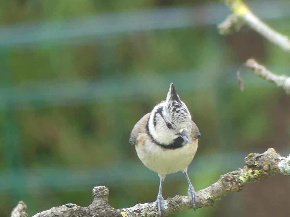 mésange huppée.JPG