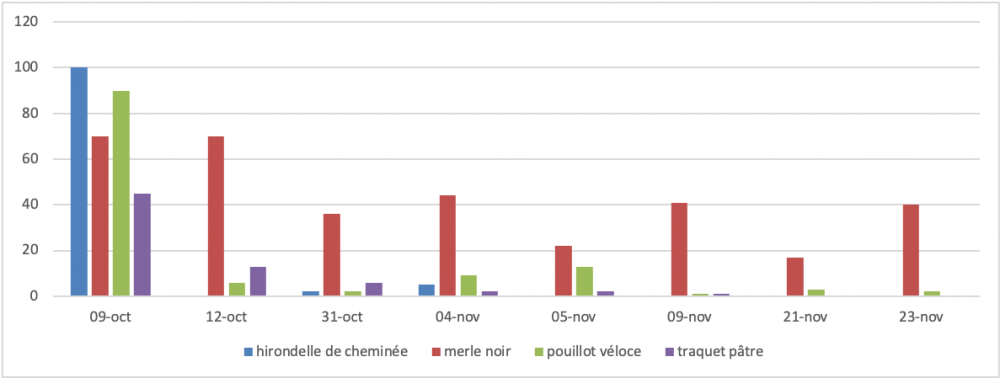 Hirondelle_traquet.png