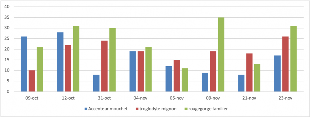 Troglo-accenteur-rgorge.png