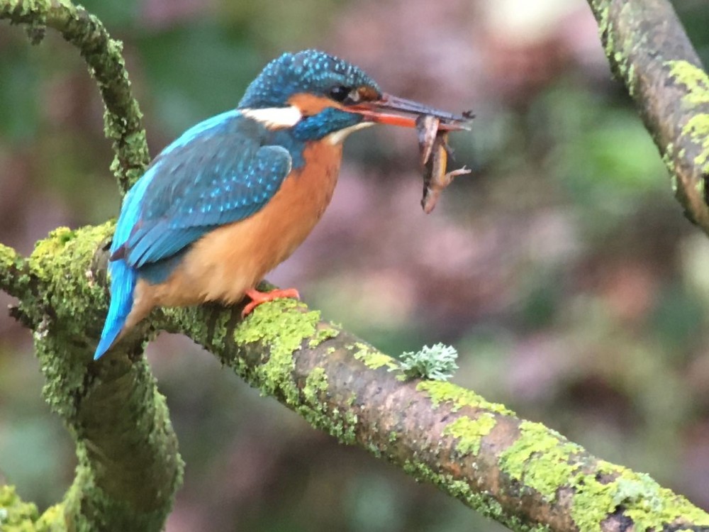 IMG_3970.jpeg (130.72 Kio) Vu 12068 fois la femelle de triton palmé en mauvaise posture