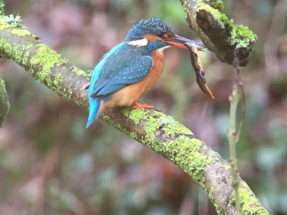 IMG_3994.jpeg (128.44 Kio) Vu 12068 fois au tour d'un mâle de triton ponctué de faire les frais de cette goulue