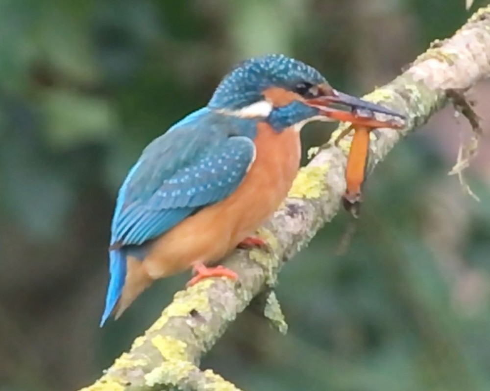 Capture d’écran 2021-01-18 à 16.05.58.jpeg (66.3 Kio) Vu 12058 fois cette fois-ci un mâle de triton alpestre