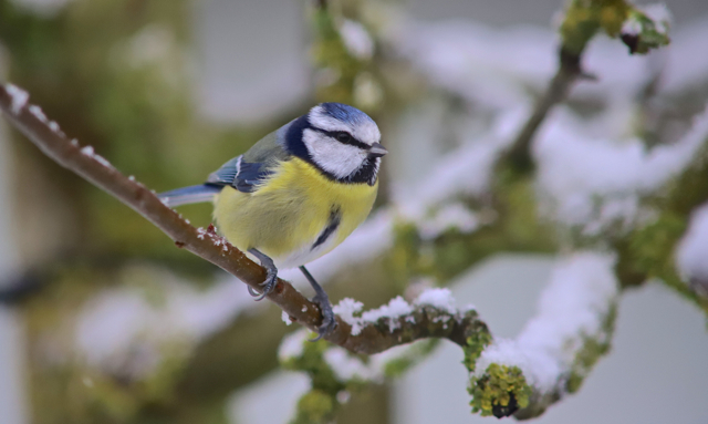 Mésange bleue30.jpg