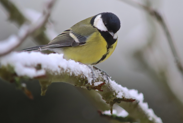 Mésange charbonniére35.jpg