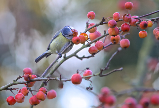 Mésange bleue31.jpg