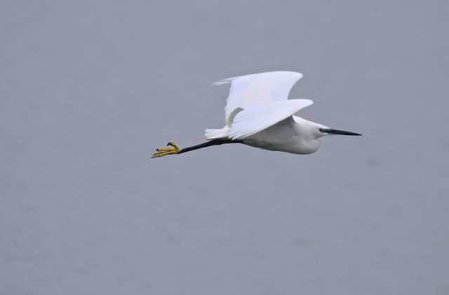 Aigrette garzette68.jpg