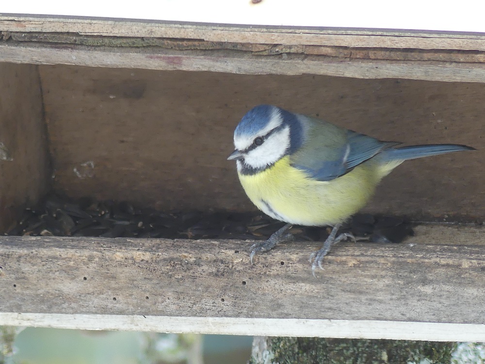 mésange bleue à la mangeoire.JPG