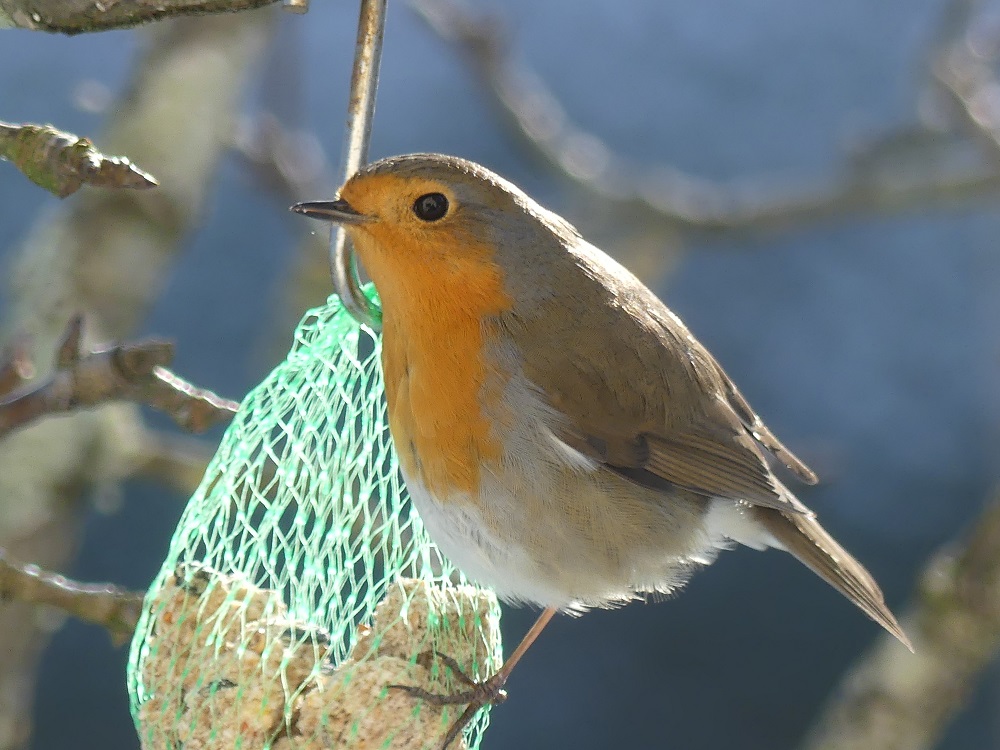 rouge gorge familier.JPG