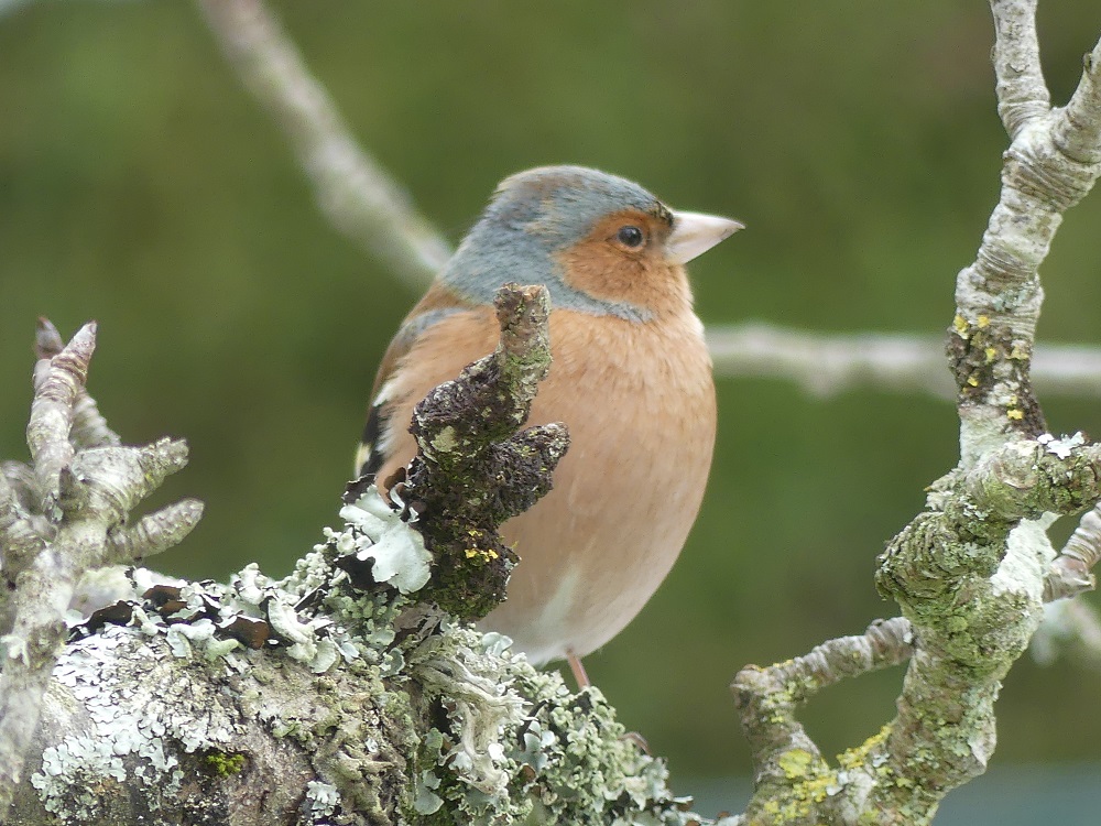 pinson des arbres mâle.JPG