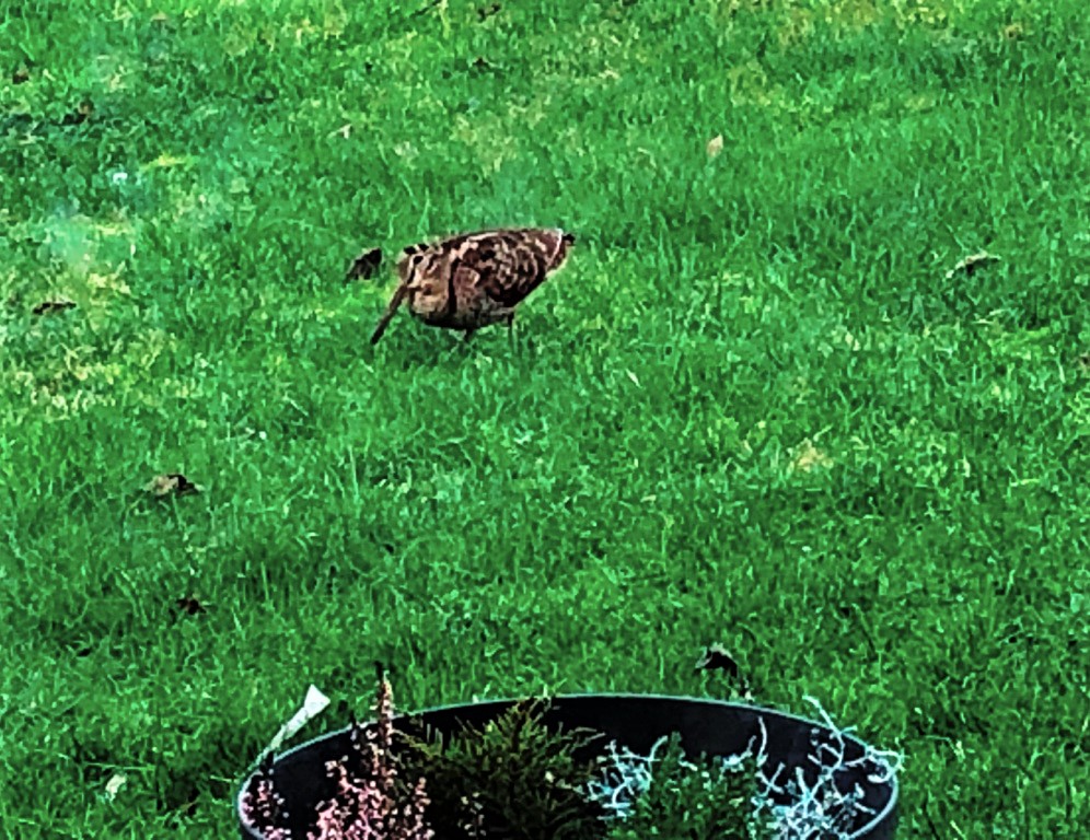 Bécasse des bois... au jardin de Danièle - 13.02.2021, 14h14 (Ph. D. Béchet).jpg