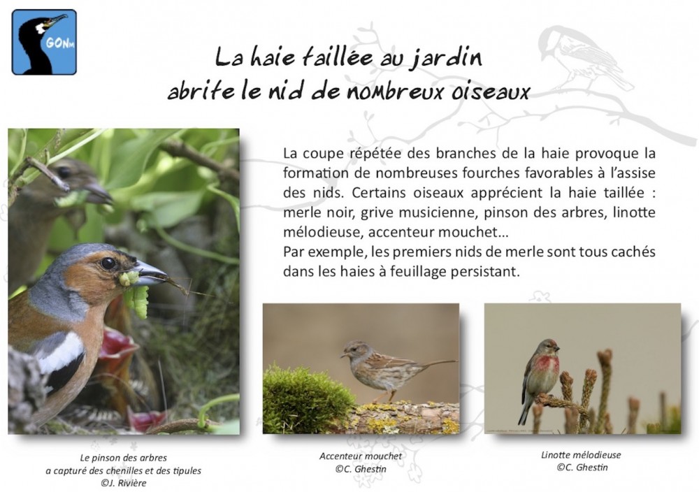 20210215- calendrier taille_haie recto.jpg (257.32 Kio) Vu 8403 fois Recto flyer