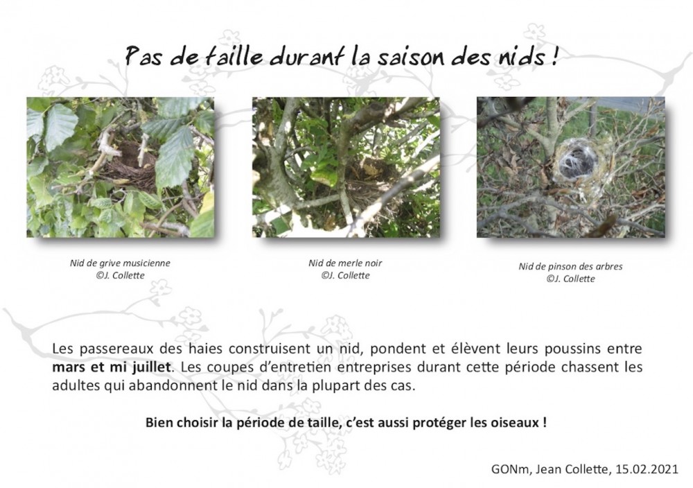 20210215- calendrier taille_haie verso.jpg (243.34 Kio) Vu 8403 fois verso flyer