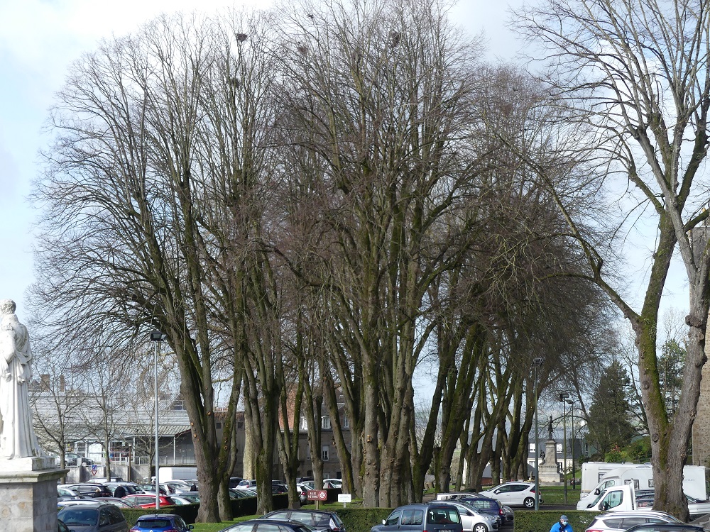 colonie de freux jardin de l'Eveché Avranches.JPG