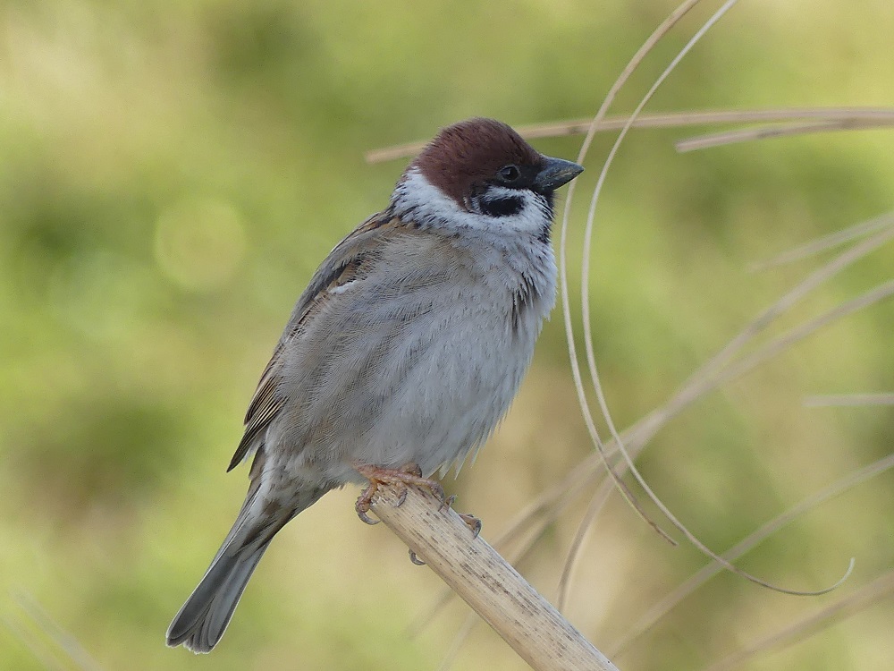 moineau friquet Ardevon.JPG