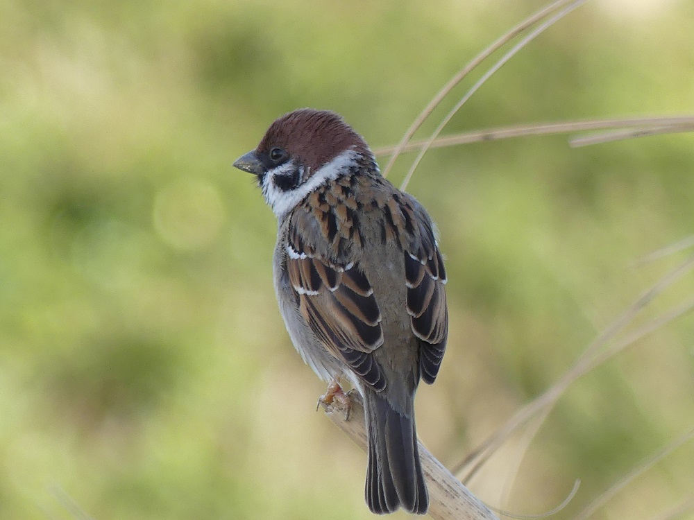 moineau friquet 2.JPG