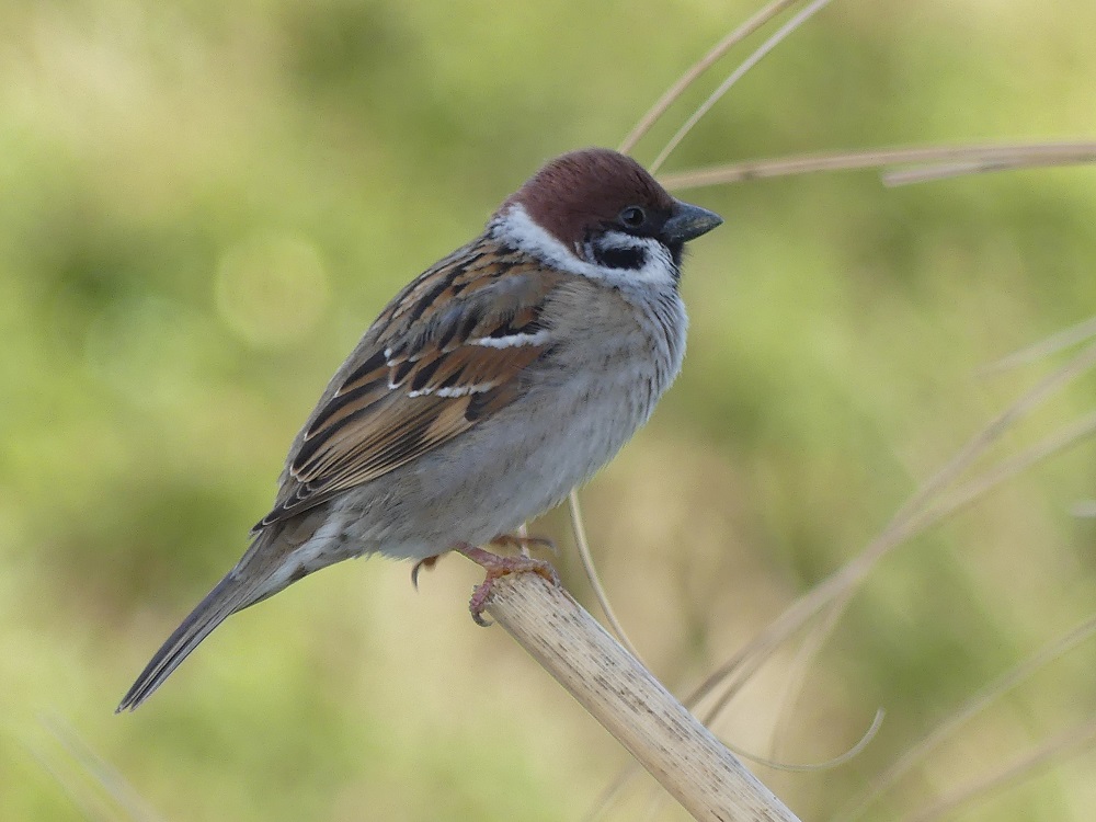 moineau friquet.JPG