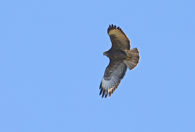 Buse variable59.jpg