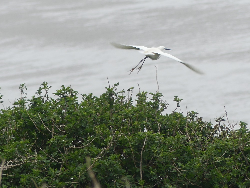 aigrette garzette.JPG