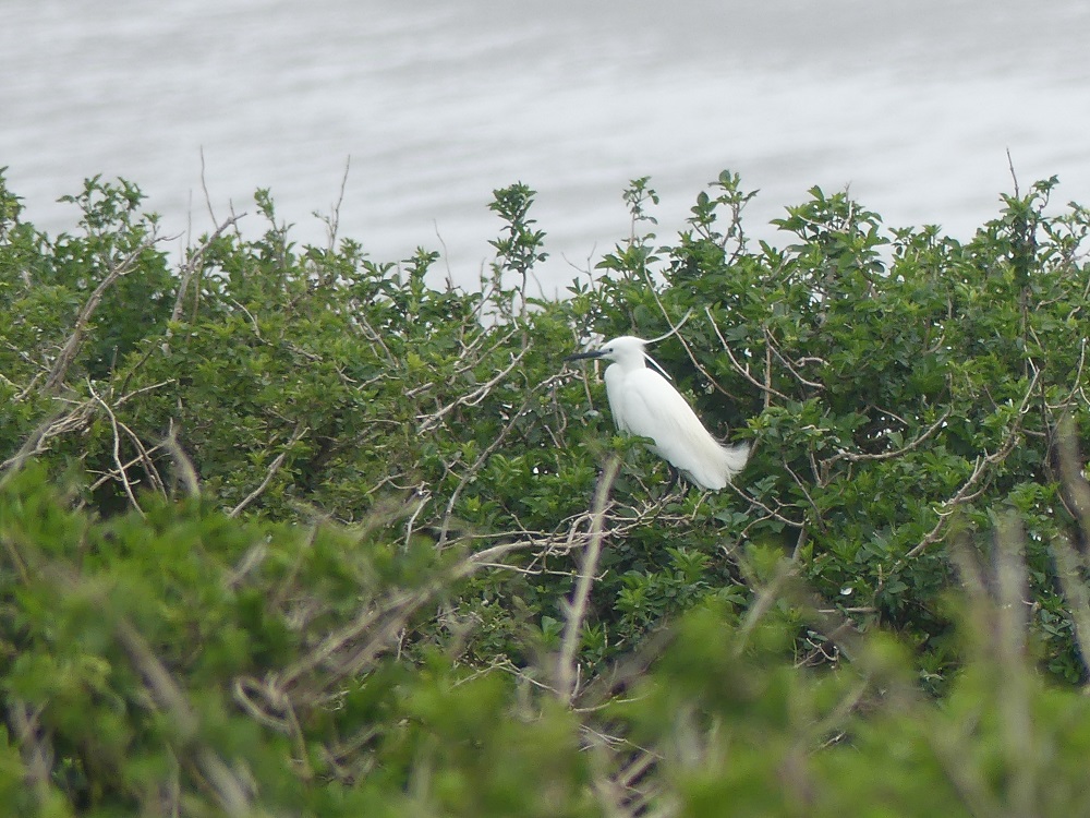 aigrette garzette 2.JPG