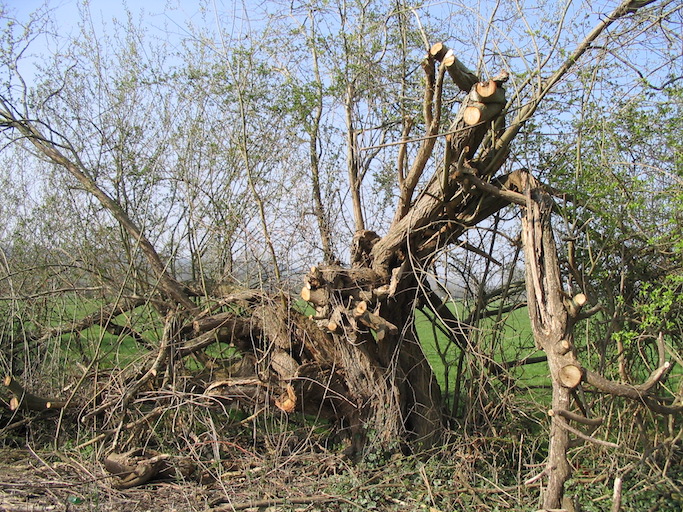 saule têtard effondré Réserve de Tirepied.jpg