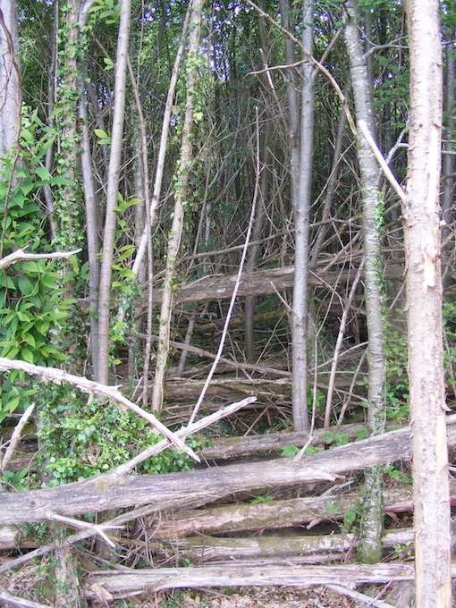 Taillis de châtaignier, tempête de 1999. Vingt ans plus tard.jpg