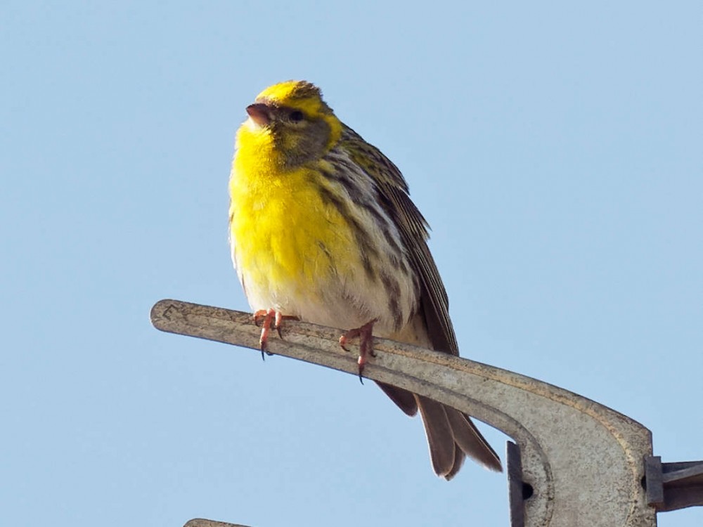 P4180284_DxO.jpg (79.6 Kio) Vu 33513 fois Serin cini le 18/04/2021 à 11h23