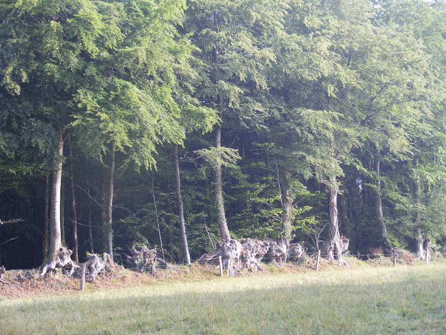 Bocage à hêtre sur talus en bordure de forêt. Refuge, Saint-Michel-de-Montjoie/50 chez Pascal et Elizabeth David. (2 juin 2011)