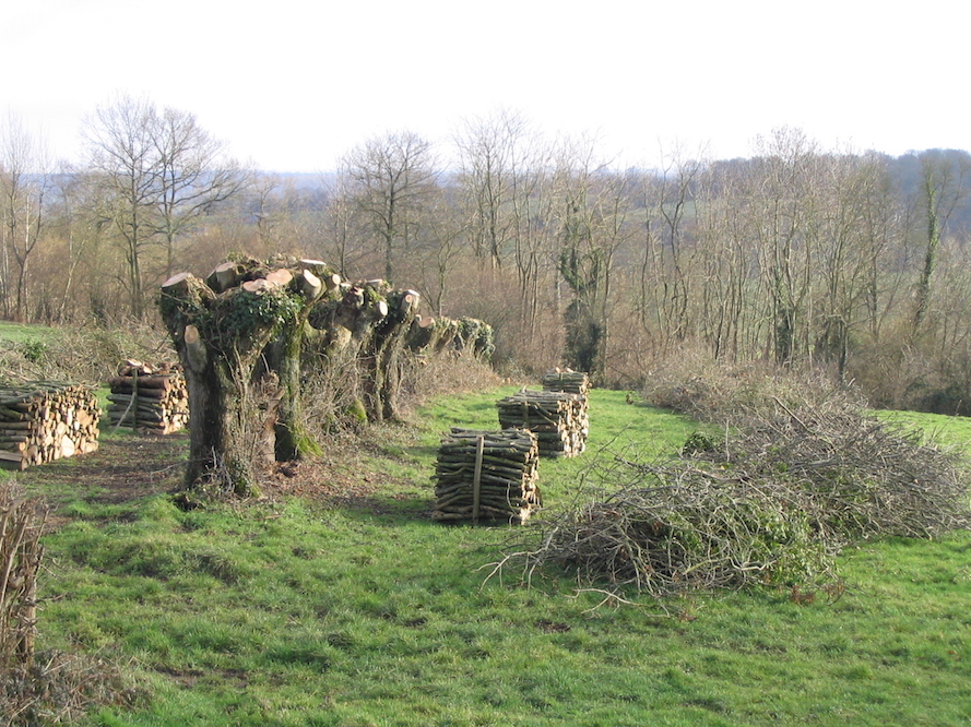 Haie de têtards de frêne, Pays d'Auge (Vimoutiers/61)