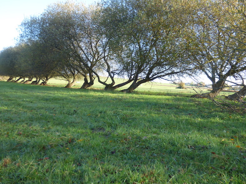 Vains/50, haie de saules, ferme Lefranc (8 novembre 2018)