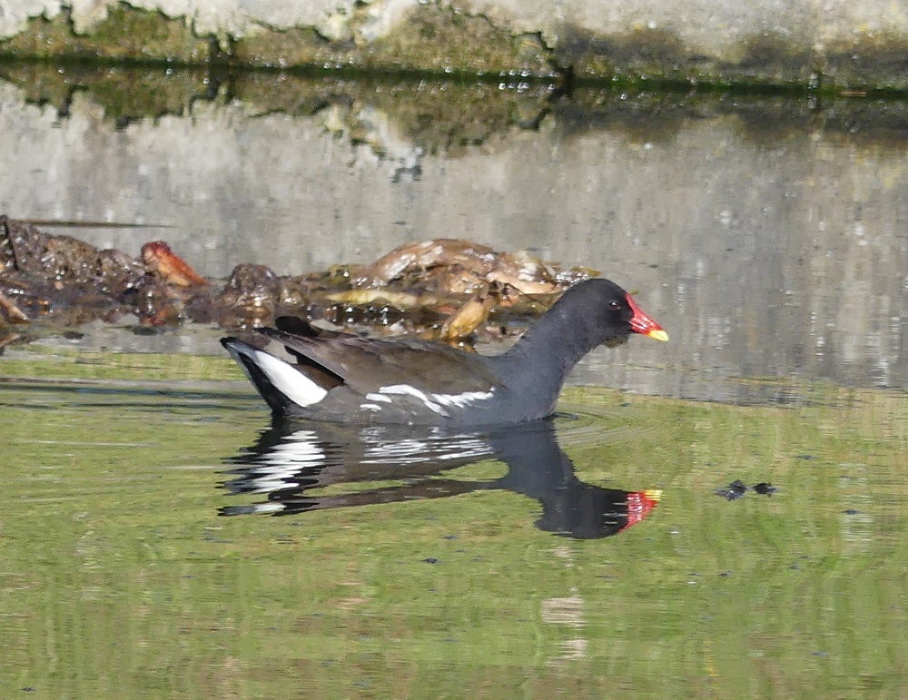 poule d'eau .JPG