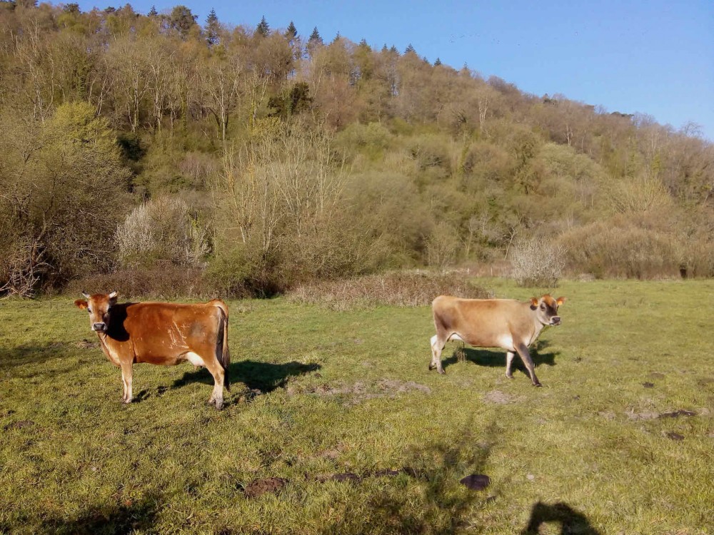 Les vaches jersiaises de Benoît et Romain au travail