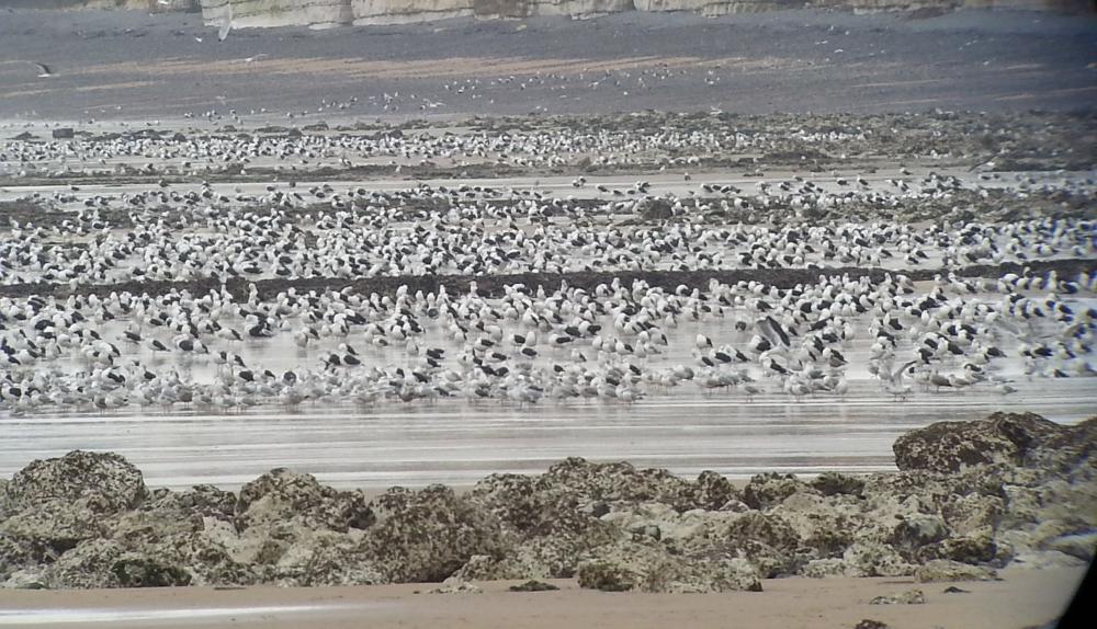 une partie des +/-2500 goélands marins entre St Valery en Caux et Veules Les Roses