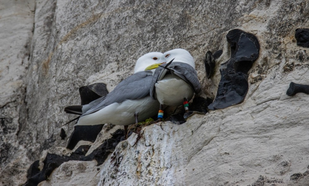 Mouette baguée (Photo Carl Fauxbaton)