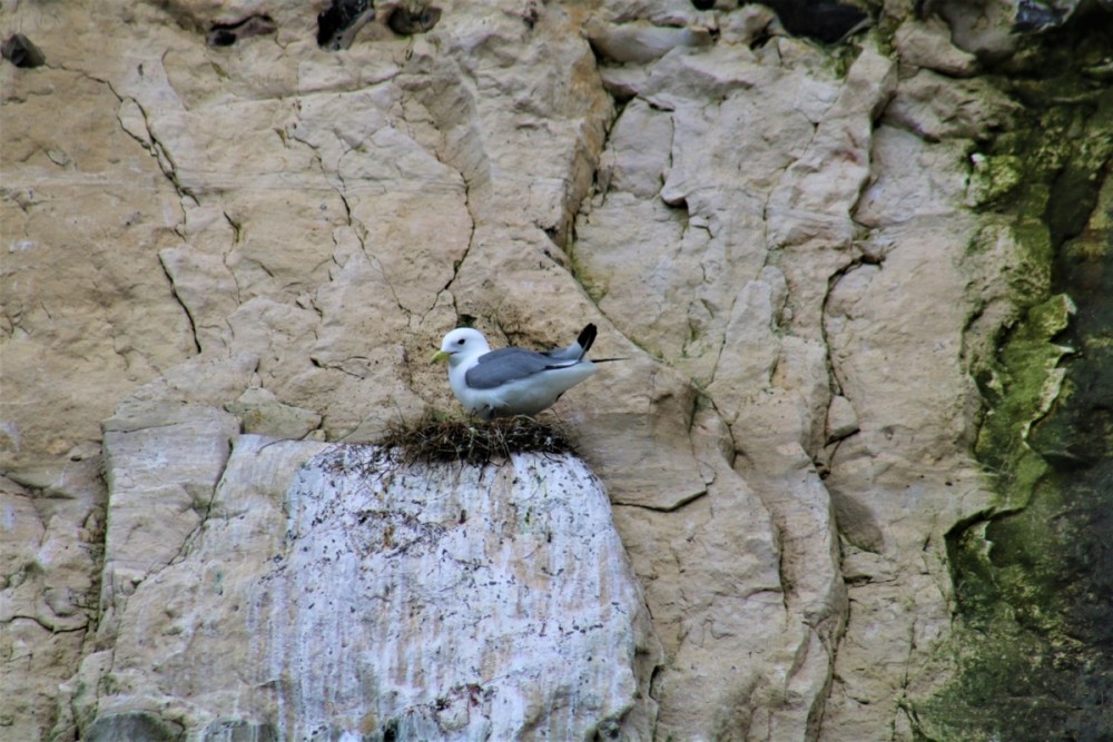 Nid de tridactyle (Photo Sophie Guillotin)