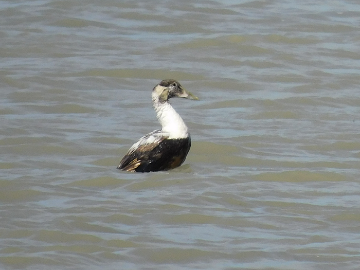 eider mâle en mue photo Maude Lerenard.png