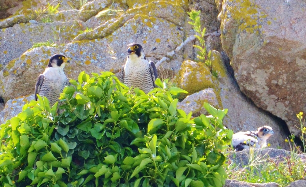 aire de pelèrin avec 1 jeune Tombelaine photo Pascal Dadu.JPG